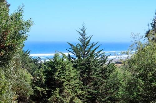 a group of trees with the ocean in the background at Lomita Quebrada in Pichilemu