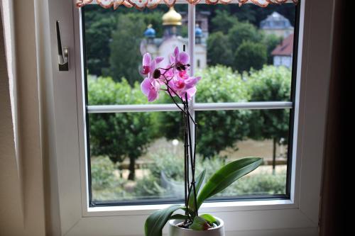 a vase with a pink flower in front of a window at Palatium Bad Ems in Bad Ems