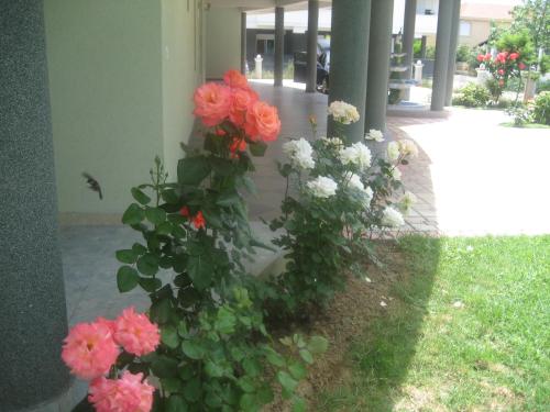 a bunch of flowers in a flower garden at Guest House Vila Mimoza in Ulcinj