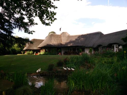 a house with a thatched roof with ducks in a pond at Little Milton in Nottingham Road