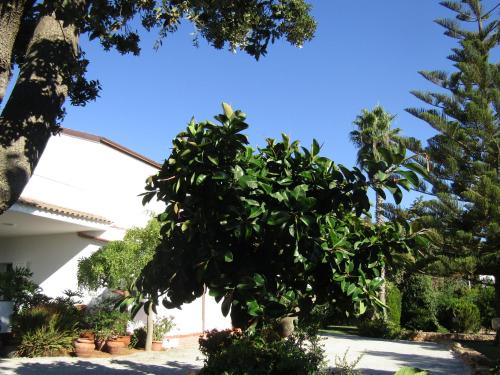 a green tree in front of a house at Arenosu Comfort Country Guesthouse in Fertilia
