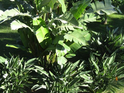 a group of green plants in a garden at Arenosu Comfort Country Guesthouse in Fertilia