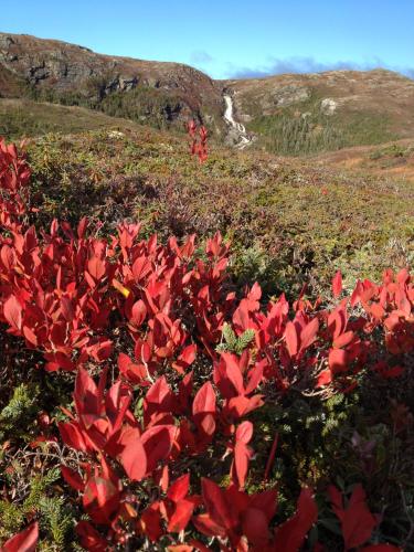 a red plant in the middle of a field at St Christopher's Hotel in Channel-Port aux Basques