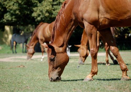 a group of horses grazing in the grass at Vadkert Major in Sárvár