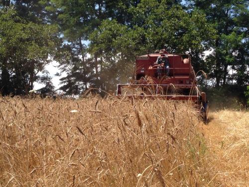 a red tractor in a field of tall grass at Don Carlo Agriturismo di Charme Bio in Le Pioppe