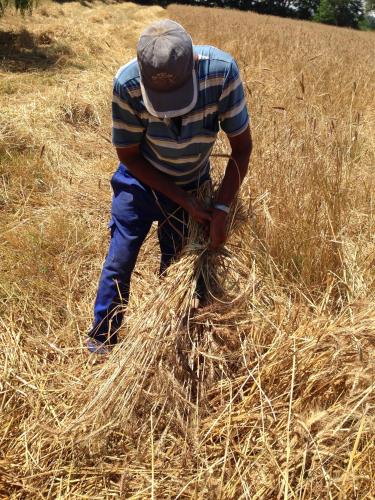 a man standing in a field of hay at Don Carlo Agriturismo di Charme Bio in Le Pioppe