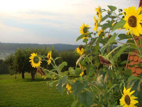 a bunch of yellow sunflowers in a field at Appartement Schober in Kukmirn