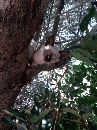 a cat is sitting on a tree branch at Sa Perda Lada in Fluminimaggiore