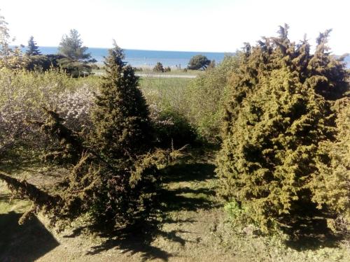 a group of trees in a field of grass at Poodli Holiday Home in Sõru