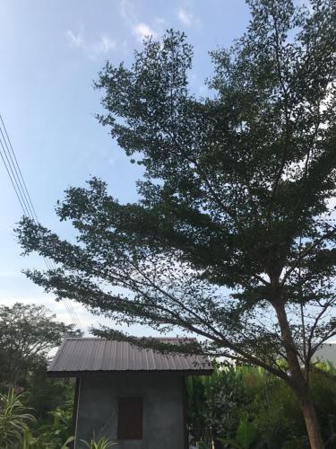 a tree next to a small house with a roof at Jim Guesthouse in Kanchanaburi