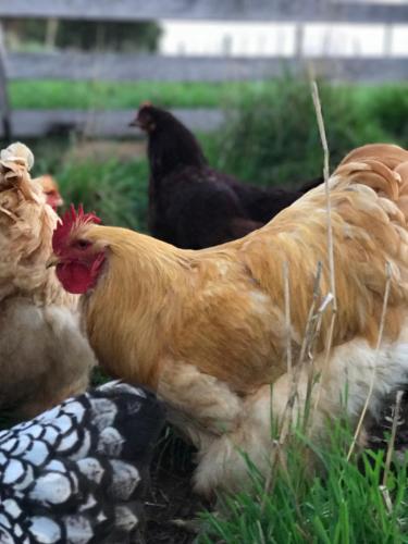 a group of chickens standing in the grass at Robin Hoods Well Farm Stay in Sassafras