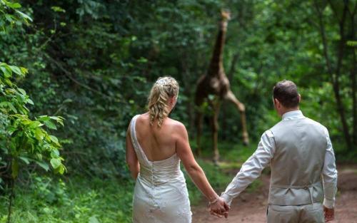 a bride and groom holding hands as a giraffe walks at Rain Farm Game Lodge in uMhlali