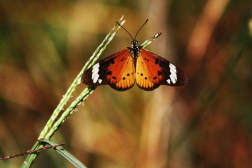 an orange and black butterfly sitting on a plant at Rain Farm Game Lodge in uMhlali