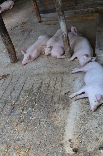 a group of pigs sleeping on the ground at Agriturismo E Turre in Serrastretta