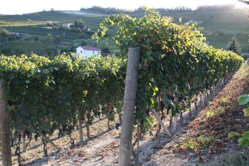 a vineyard with a bunch of grapes on a hill at Il Mulino Di Geminella in Narzole