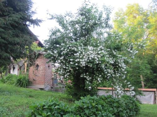a tree with white flowers in front of a house at Il Mulino Di Geminella in Narzole