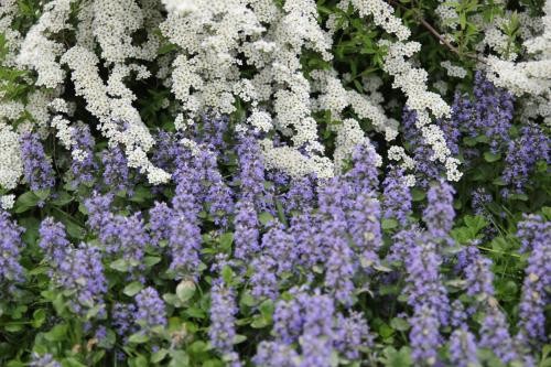 a bunch of purple and white flowers next to each other at Il Mulino Di Geminella in Narzole