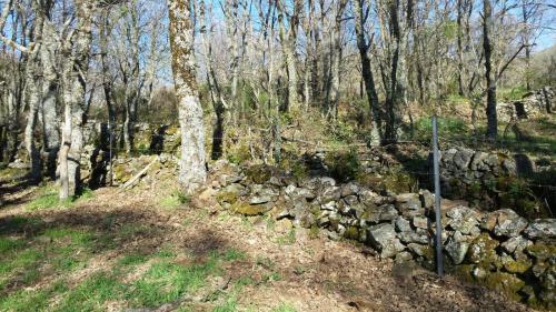 a stone wall in the middle of a forest at Apartamento Orgaz in Candelario