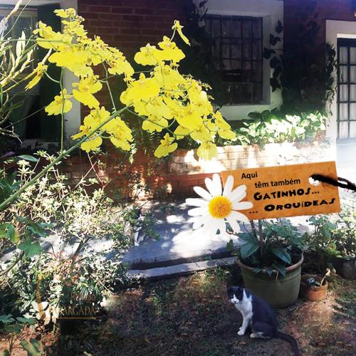 a cat sitting next to a flower in a garden at Refúgio Pasárgada Guest House in Mairiporã