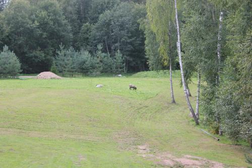 a field with animals grazing in the grass at Prie Klykio in Utena