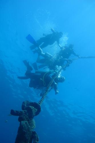a diver in the water next to a group of fish at The Blue Orchid Resort in Moalboal