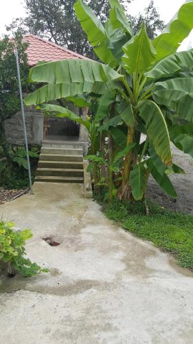 a large green banana tree next to a building at Olga's Home in Batumi