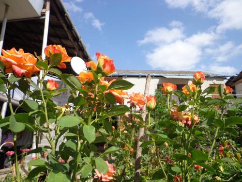 Ein Garten an der Unterkunft Anush`s B&B