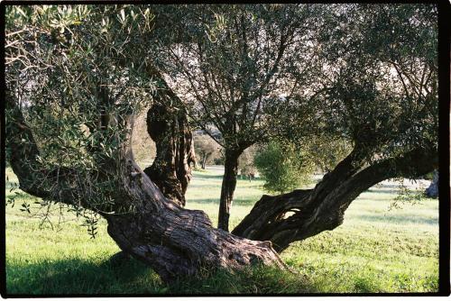 Κήπος έξω από το Horta de Torrejais