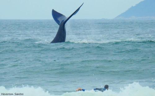 eine Person, die auf einem Surfbrett mit einem Wal im Ozean liegt in der Unterkunft Tranquilidade na Praia da Gamboa in Garopaba