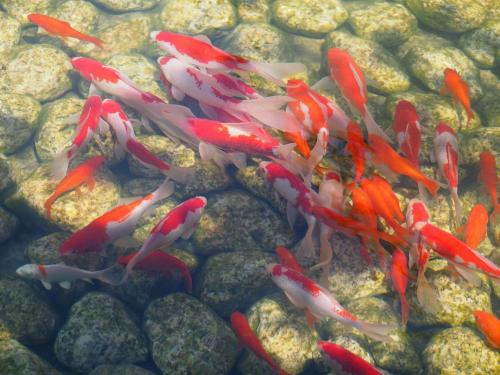 a group of koi fish swimming in the water at Ubusuna no Sato TOMIMOTO in Ando