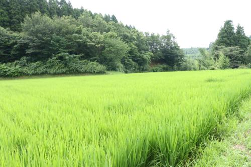 旅館の近くで見られる自然の景観