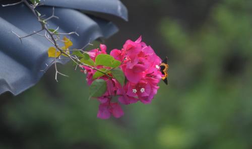 a bumblebee on a bunch of pink flowers at Zen Box House in Yangshuo