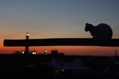 a cat sitting on a rail at sunset at Viejo Lobo in Cabo Polonio