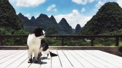 a black and white cat standing on a wooden deck at Zen Box House in Yangshuo