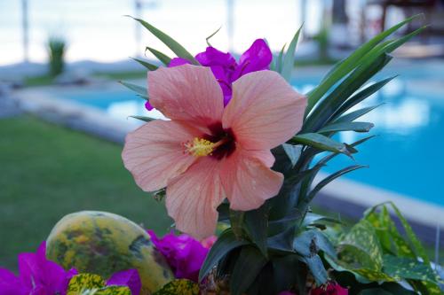 MadirokelyVilla Valiha Boutique Hotel的一束鲜花中的一朵粉红色花朵