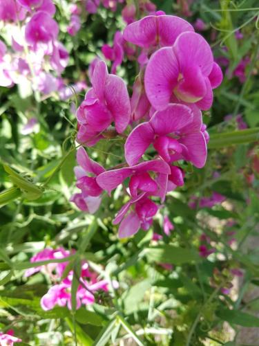 a bunch of pink flowers in a garden at Schnuckelig und Fein in Oberstaufen