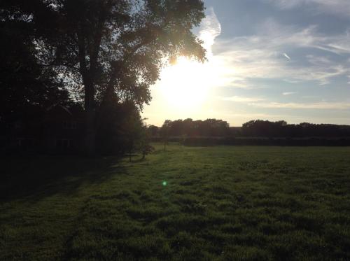 a tree in a field with the sun in the sky at B&B Dorwyn Manor in Avebury