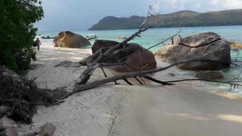 a tree branch laying on a beach with rocks at Jardin Marron in Baie Sainte Anne