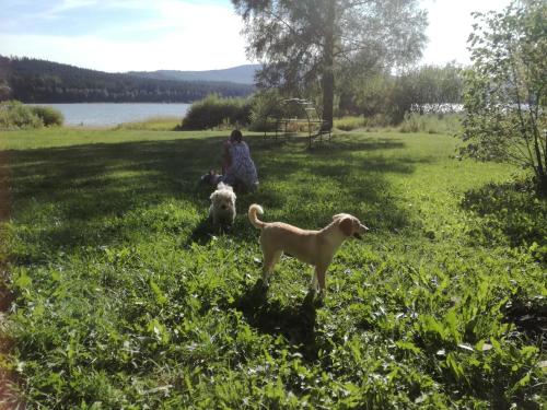 a person sitting in the grass with two dogs at Penzion Tomy Pihlov in Horní Planá