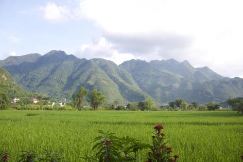 a field of green grass with mountains in the background at Mai Chau Countryside Homestay in Mai Chau