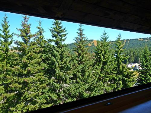 a group of christmas trees viewed through a window at Apartment Sofia-Konaci in Kopaonik