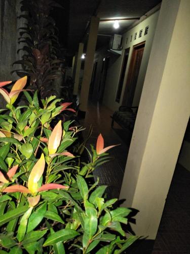 Gallery image of Homestay 77 Borobudur in Borobudur