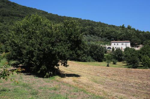 Faicchio的住宿－Antico Casolare Ceselenardi，田野中的一棵树,房子在后面