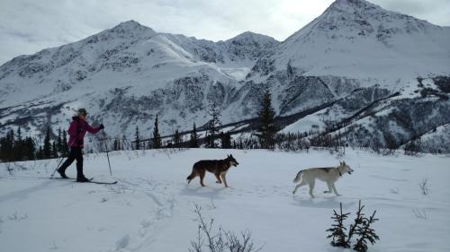 a person on skis and two dogs in the snow at Backwoods Lodge in Cantwell