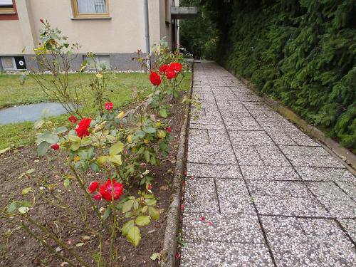 a garden with red roses and a sidewalk at Ferienhaus Müller in Unkel