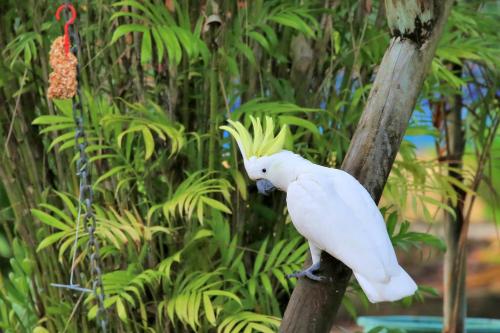 a white bird is sitting on a tree branch at BIG4 Whitsundays Tropical Eco Resort in Airlie Beach