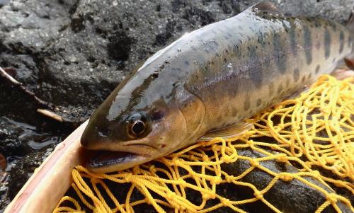 a fish sitting on top of a yellow net at Oirase Guest house KEIGETSU in Towada