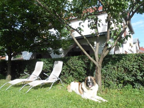 a dog laying in the grass next to two chairs at Guest House Marketti in Vynohradiv