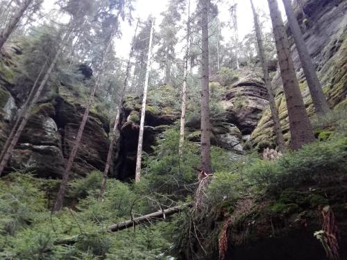 a view of a forest with trees and rocks at Chalupa Medium in Krásná Lípa