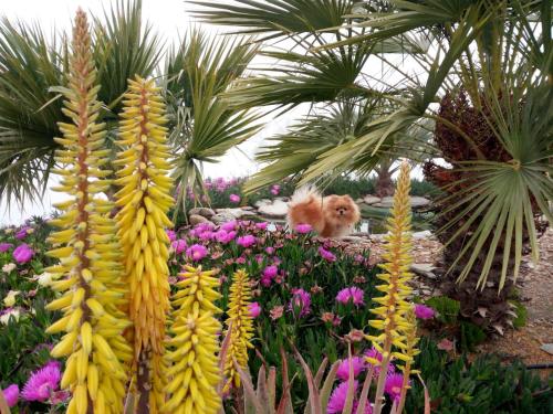 a dog is sitting in a garden with flowers at Cerro del Pozo in Adra